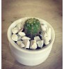Tiny Cactus - Best for gift, corporate order and desk decoration - Pair (2 pcs) price only 350 TK
